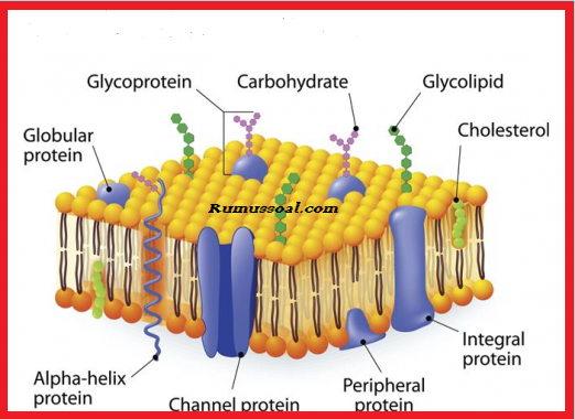 Detail Gambar Struktur Membran Sel Nomer 41