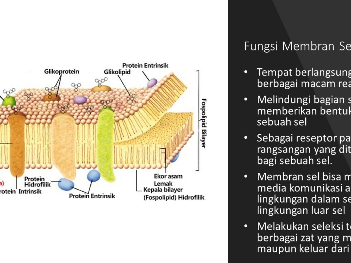 Detail Gambar Struktur Membran Sel Nomer 46