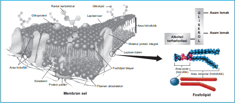 Detail Gambar Struktur Membran Sel Nomer 48