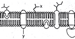 Detail Gambar Struktur Membran Sel Nomer 51