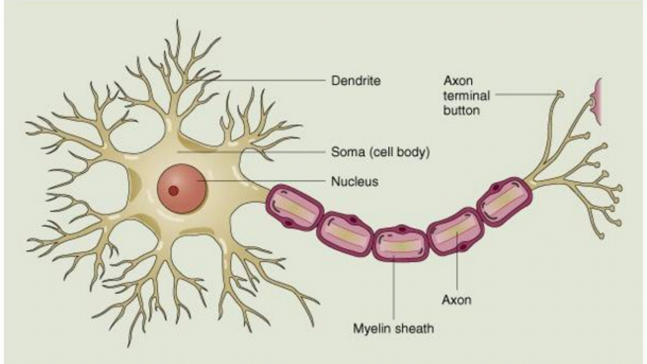 Detail Gambar Struktur Neuron Nomer 11