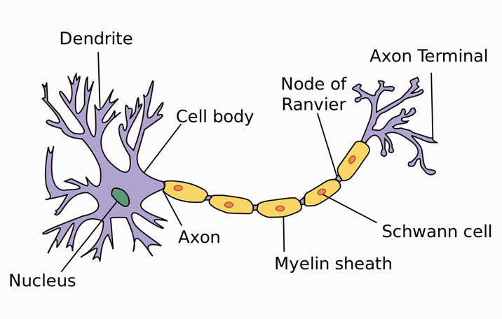 Detail Gambar Struktur Neuron Nomer 14