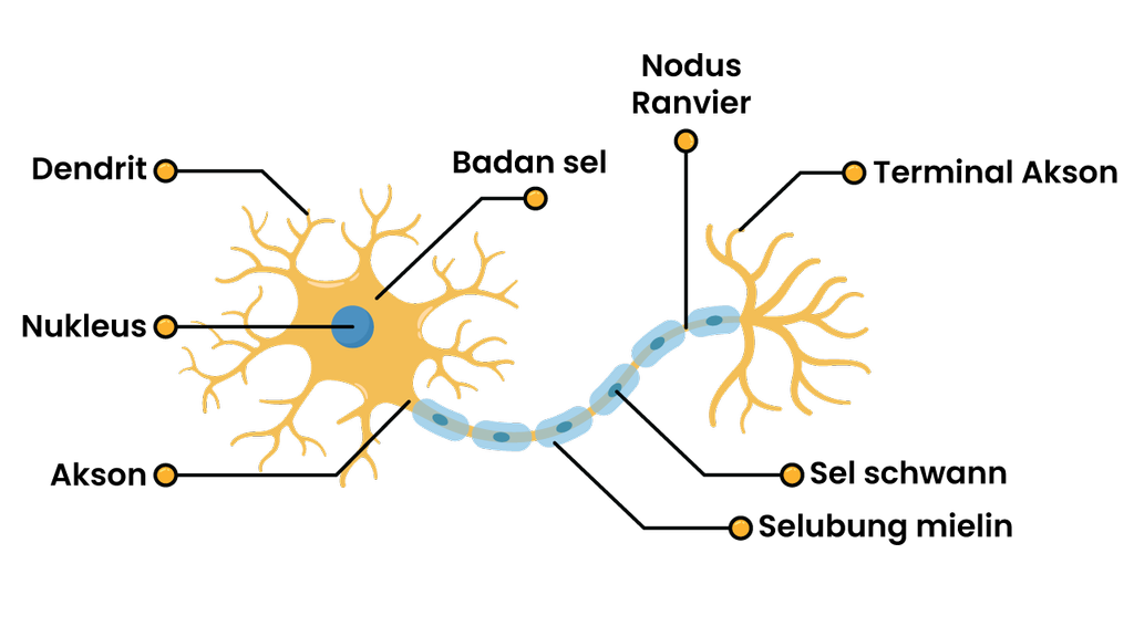 Detail Gambar Struktur Neuron Nomer 17