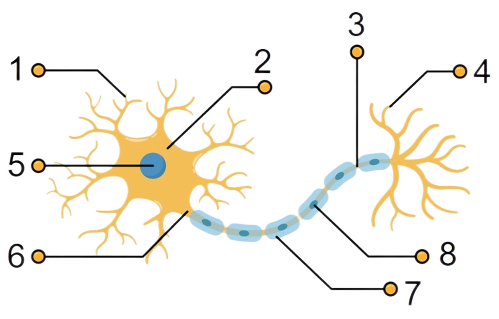 Detail Gambar Struktur Neuron Nomer 23