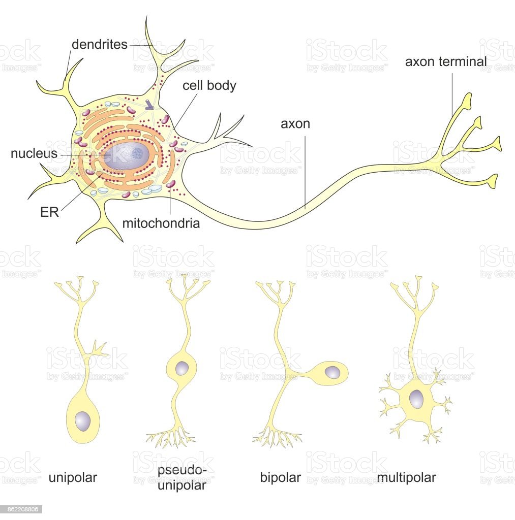 Detail Gambar Struktur Neuron Nomer 25