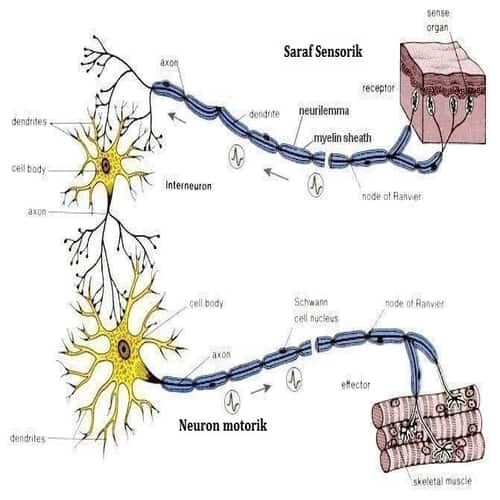 Detail Gambar Struktur Neuron Nomer 26