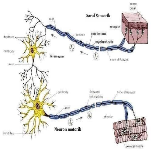 Detail Gambar Struktur Neuron Nomer 26