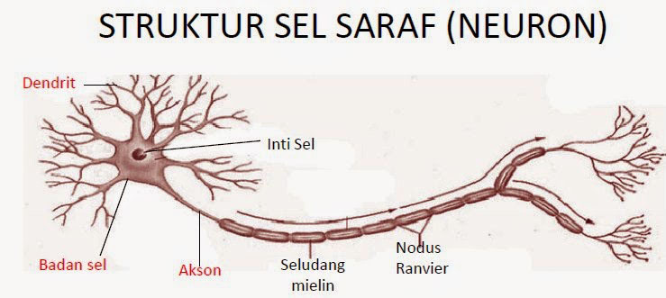 Detail Gambar Struktur Neuron Nomer 27