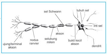 Detail Gambar Struktur Neuron Nomer 30