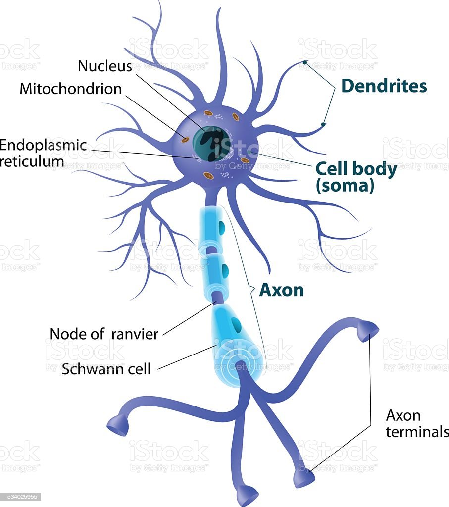 Detail Gambar Struktur Neuron Nomer 33