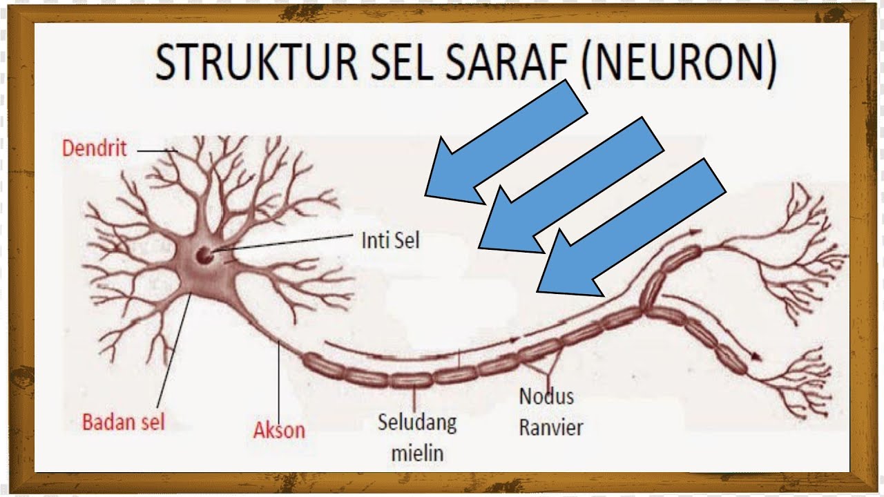 Detail Gambar Struktur Neuron Nomer 34