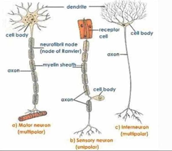 Detail Gambar Struktur Neuron Nomer 35