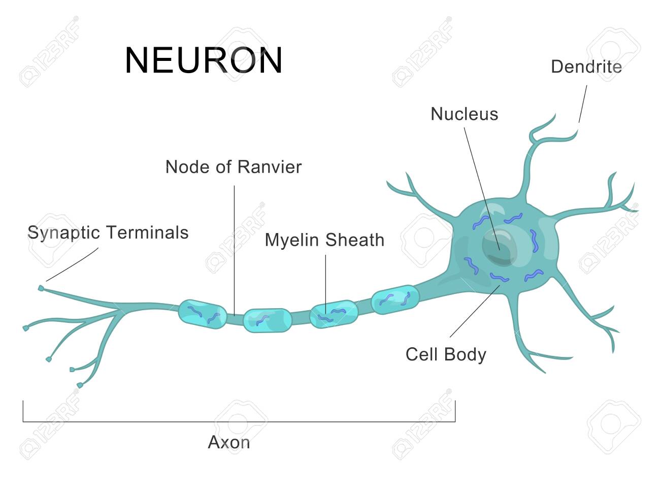 Detail Gambar Struktur Neuron Nomer 36