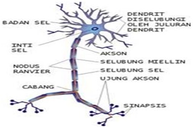 Detail Gambar Struktur Neuron Nomer 38