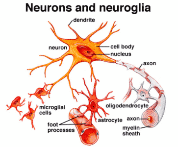 Detail Gambar Struktur Neuron Nomer 40