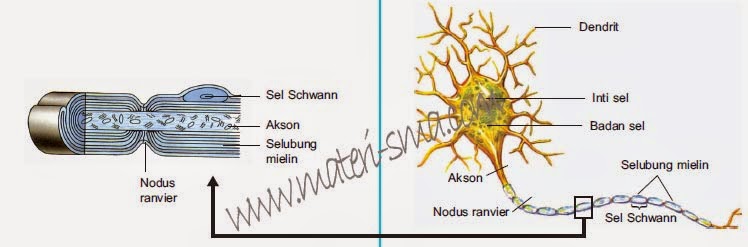 Detail Gambar Struktur Neuron Nomer 42