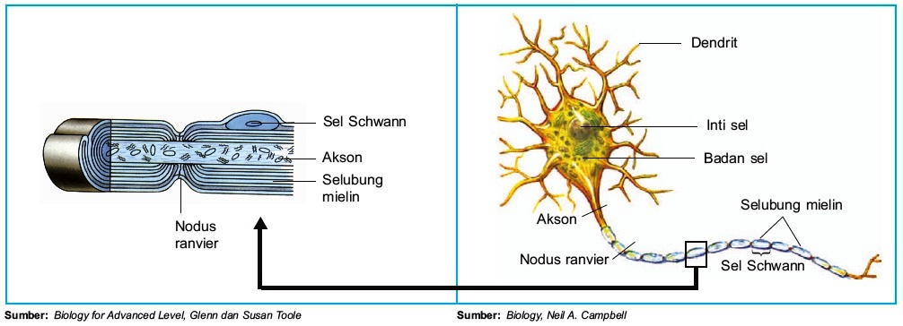 Detail Gambar Struktur Neuron Nomer 44