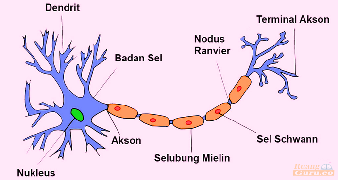 Detail Gambar Struktur Neuron Nomer 47