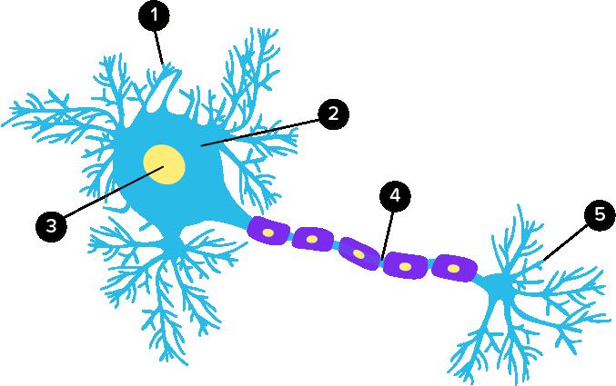 Detail Gambar Struktur Neuron Nomer 49