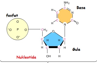 Detail Gambar Struktur Nukleotida Nomer 11