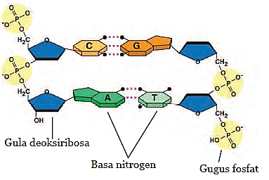 Detail Gambar Struktur Nukleotida Nomer 23