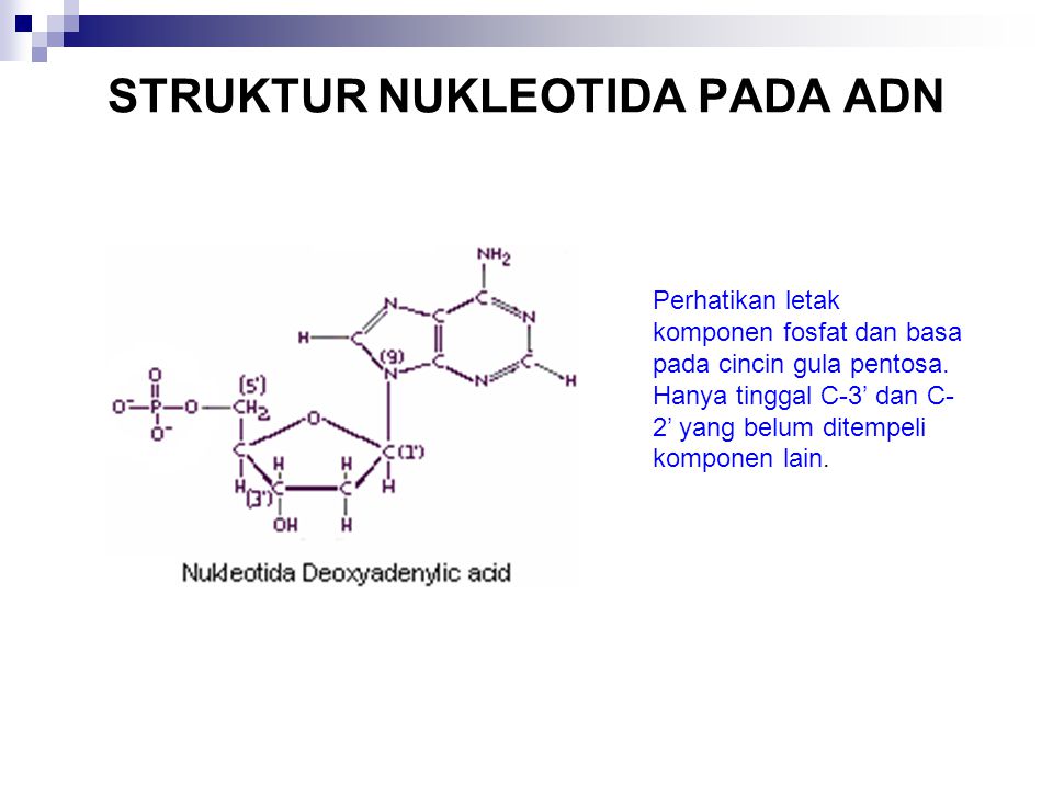 Detail Gambar Struktur Nukleotida Nomer 30