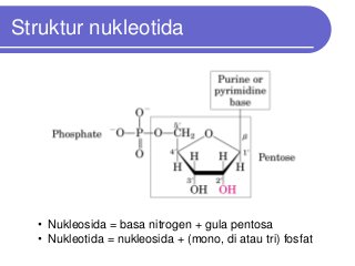 Detail Gambar Struktur Nukleotida Nomer 31