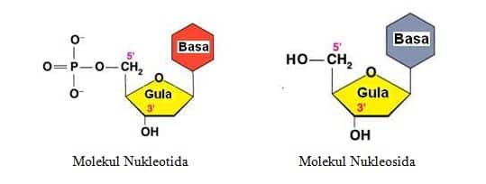 Detail Gambar Struktur Nukleotida Nomer 43