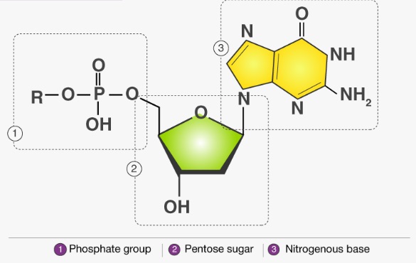Detail Gambar Struktur Nukleotida Nomer 6