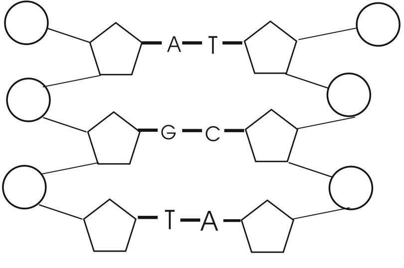 Detail Gambar Struktur Nukleotida Nomer 54