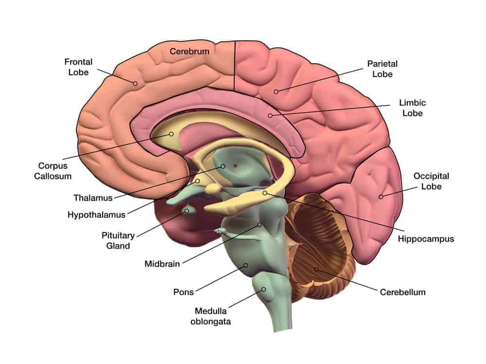 Detail Gambar Struktur Otak Nomer 16