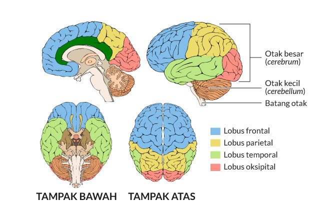 Detail Gambar Struktur Otak Nomer 19