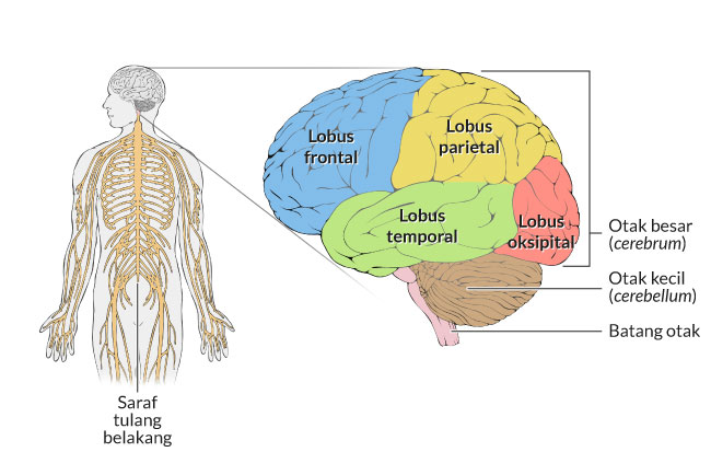 Detail Gambar Struktur Otak Nomer 3