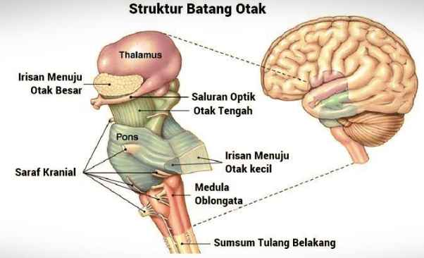 Detail Gambar Struktur Otak Nomer 38