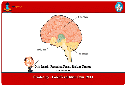 Detail Gambar Struktur Otak Nomer 42