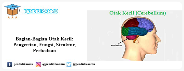 Detail Gambar Struktur Otak Nomer 54