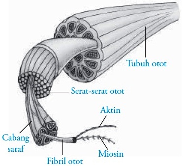 Detail Gambar Struktur Otot Nomer 22