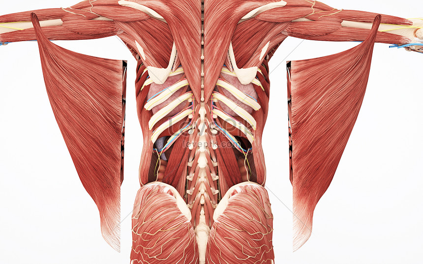 Detail Gambar Struktur Otot Nomer 35