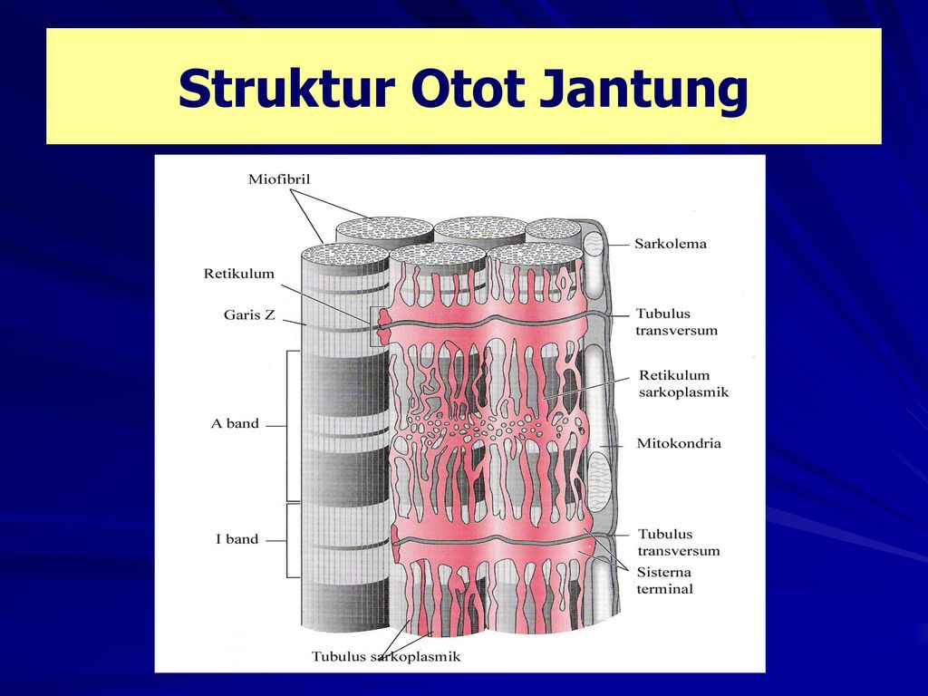 Detail Gambar Struktur Otot Jantung Nomer 24