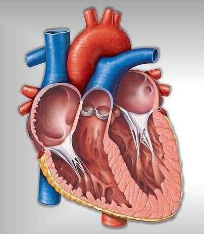 Detail Gambar Struktur Otot Jantung Nomer 34