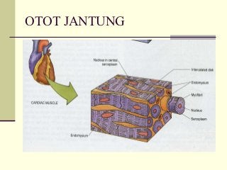 Detail Gambar Struktur Otot Jantung Nomer 35