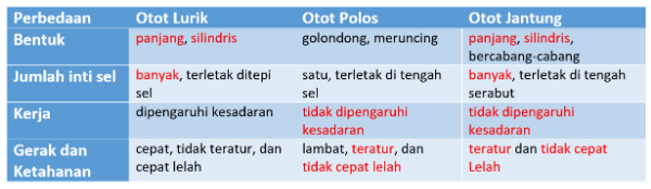 Detail Gambar Struktur Otot Jantung Nomer 42