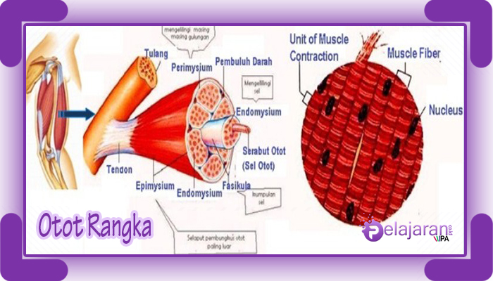 Detail Gambar Struktur Otot Jantung Nomer 45