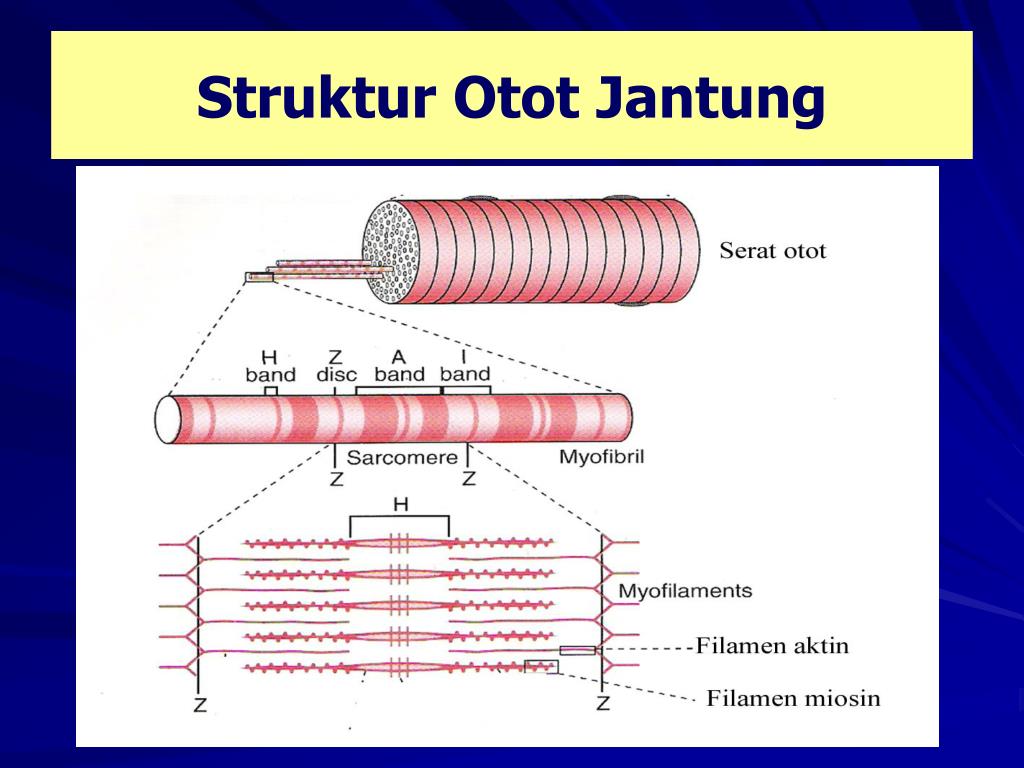 Detail Gambar Struktur Otot Jantung Nomer 51