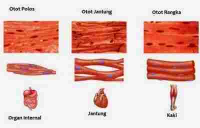 Detail Gambar Struktur Otot Jantung Nomer 54