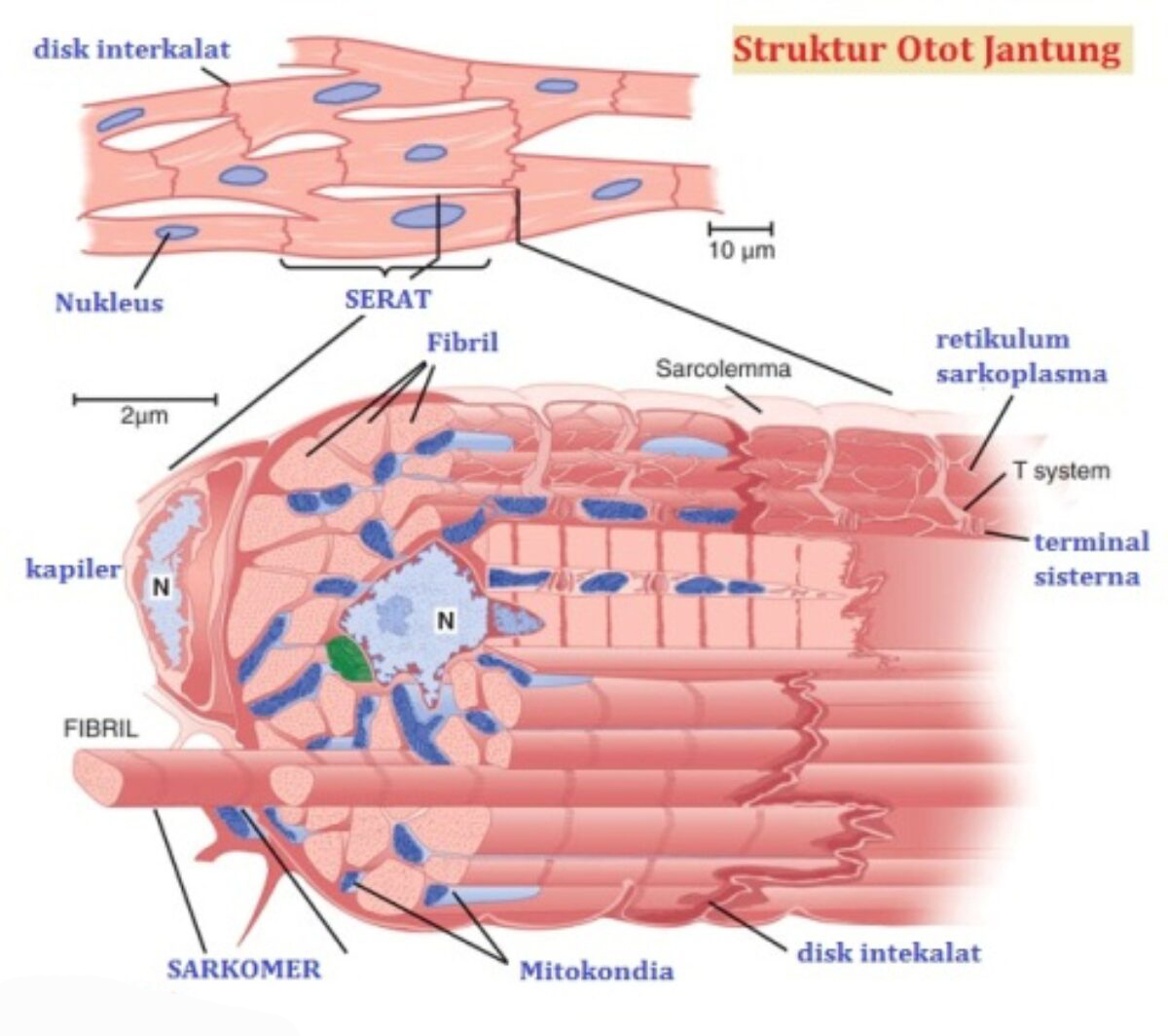 Detail Gambar Struktur Otot Jantung Nomer 7