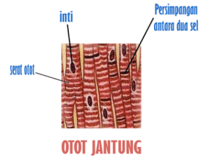 Detail Gambar Struktur Otot Jantung Nomer 8