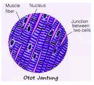 Detail Gambar Struktur Otot Jantung Nomer 9