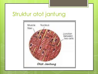 Detail Gambar Struktur Otot Lurik Nomer 11