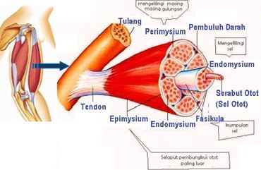 Detail Gambar Struktur Otot Lurik Nomer 13